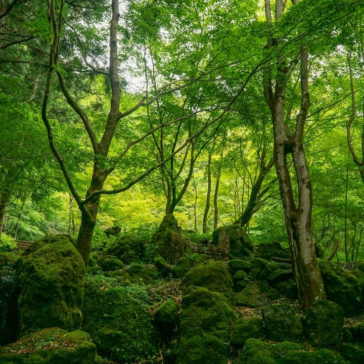 Waldbaden, Entspannung, Ruhe, innere Balance, Wohlbefinden Dichte grüne Baumlandschaft mit moosbedeckten Felsen im Wald.