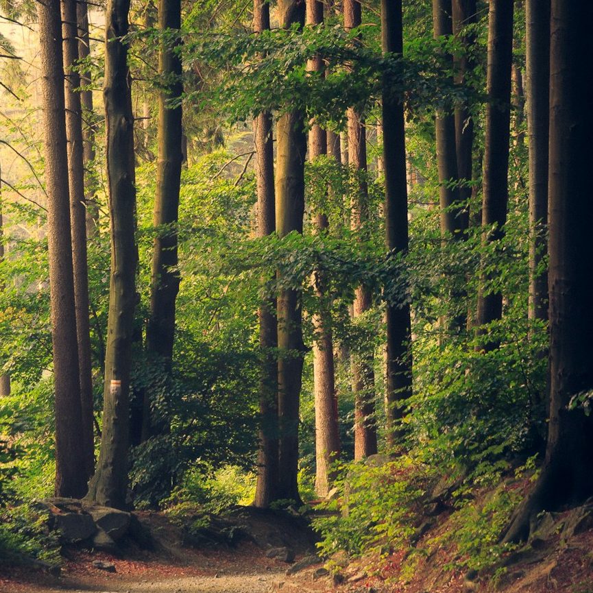 Ein schmaler Pfad führt durch einen dichten, grünen Wald mit hohen Bäumen.