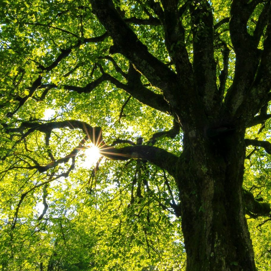 Waldbaden, Energie tanken, Ruhe finden, in die Energie des Waldes eintauchen Sonnenstrahlen scheinen durch das dichte grüne Laub eines großen Baumes.